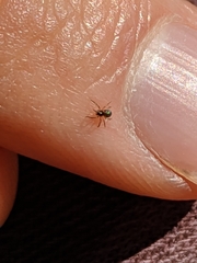 Araneae
