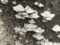 Schizophyllum commune