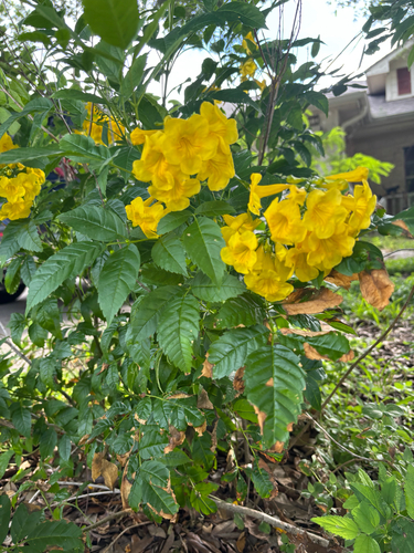yellow trumpet flower