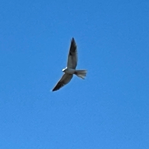 White-tailed Kite