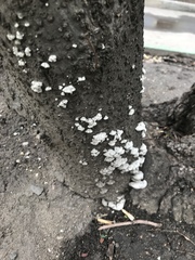 Schizophyllum commune
