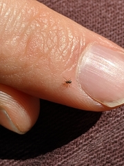 Araneae