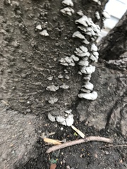 Schizophyllum commune