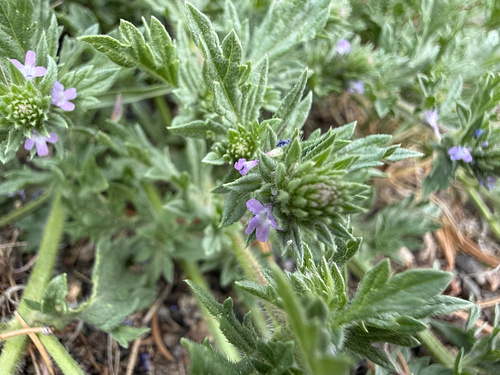 Bigbract Verbena