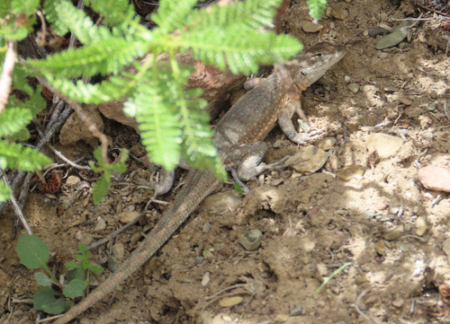 iNaturalist observation photo of Sceloporine Lizards