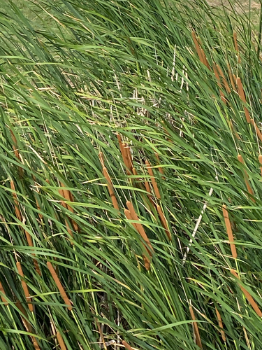 southern cattail
