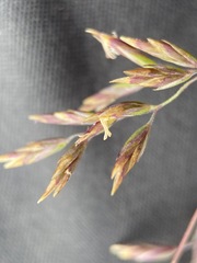 Poa secunda secunda