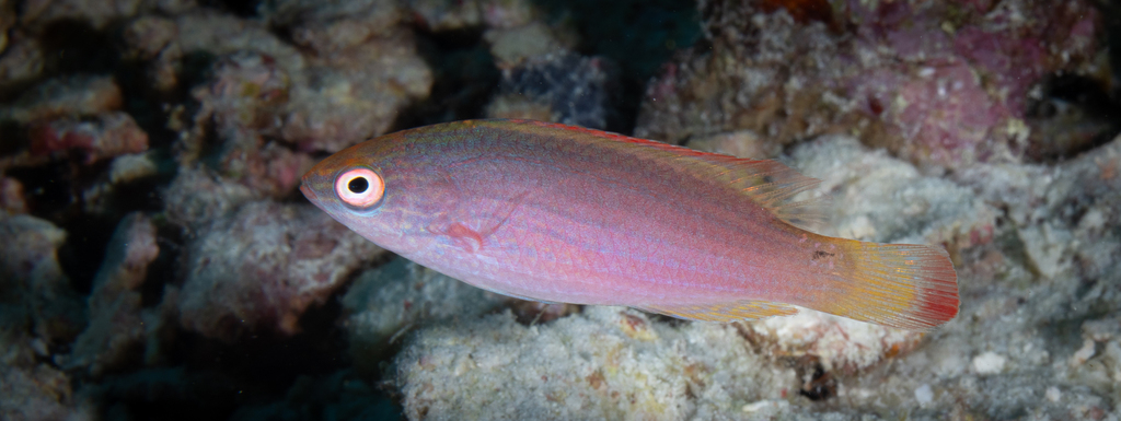 Pink-margin wrasse (Cirrhilabrus rubrimarginatus)