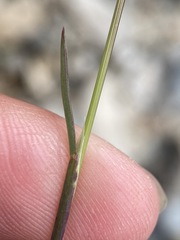 Poa secunda secunda