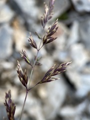 Poa secunda secunda