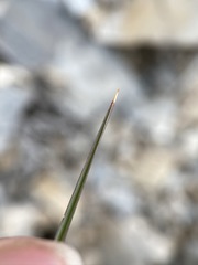 Poa secunda secunda