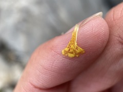 Erythranthe calcicola