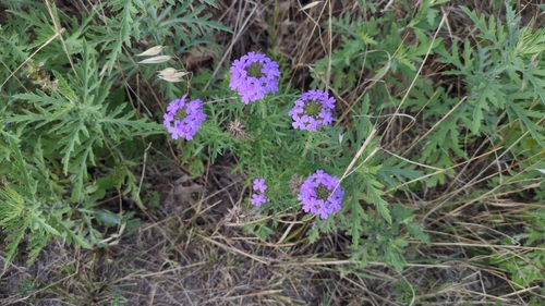 Dakota mock vervain