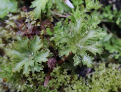 Saxifraga cortusifolia