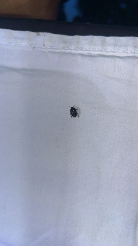 Two-lined Burrowing Bug