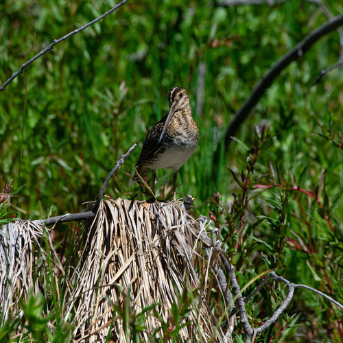 Wilson's Snipe