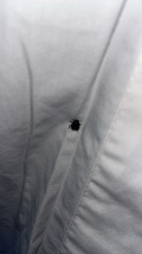 Two-lined Burrowing Bug