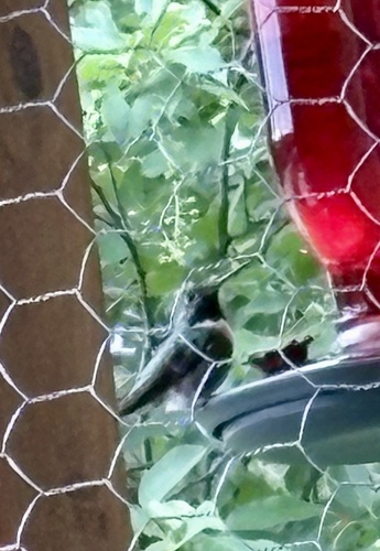 Broad-tailed Hummingbird