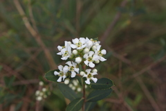 Escallonia megapotamica