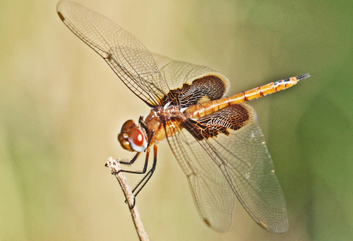 Red Saddlebags