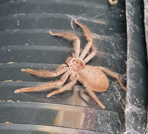 Grey Huntsman