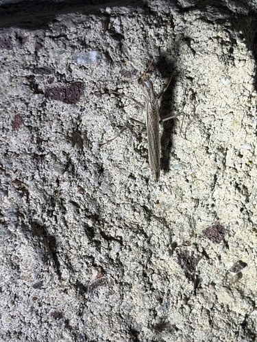 Pacific Ground Mantis