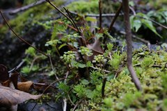 Chrysosplenium flagelliferum