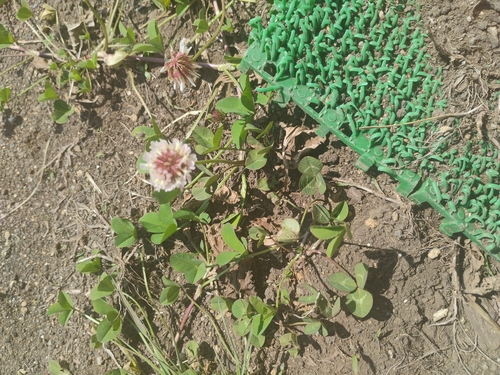 white clover