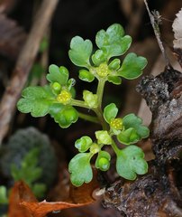 Chrysosplenium flagelliferum