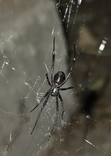 Western Black Widow