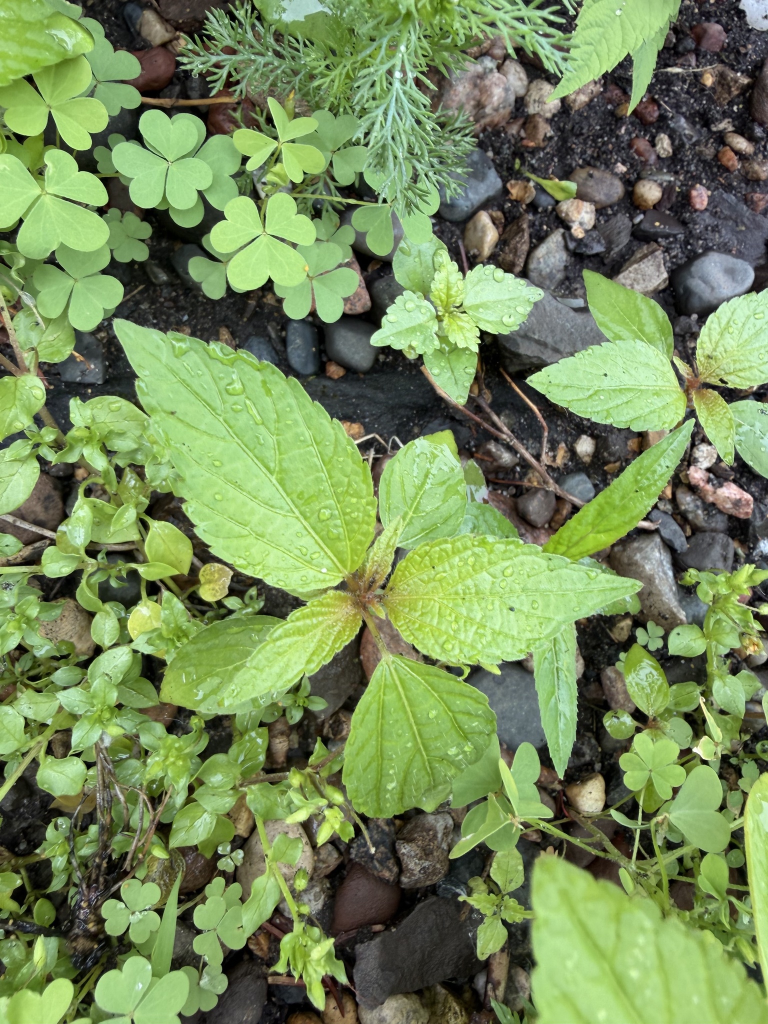 Acalypha segetalis