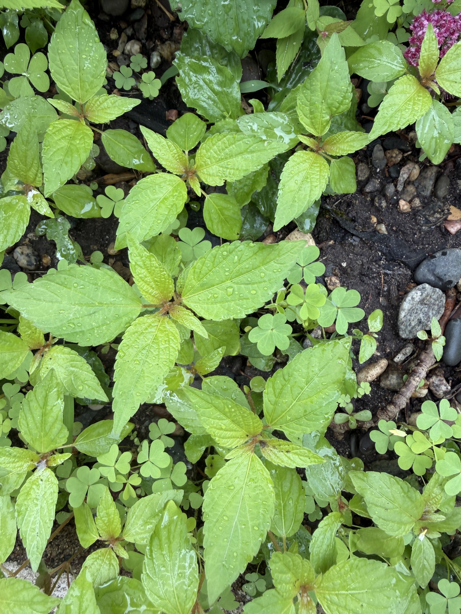 Acalypha segetalis 2