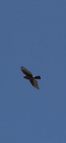 Cooper's Hawk