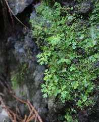 Chrysosplenium flagelliferum