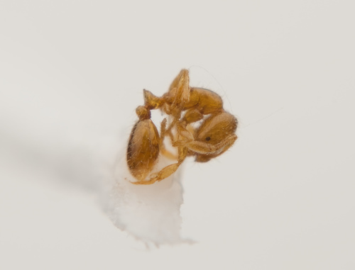 Solenopsis molesta