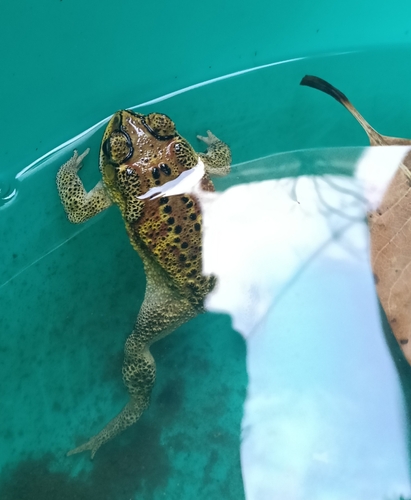 Asian Common Toad