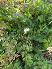 Allium