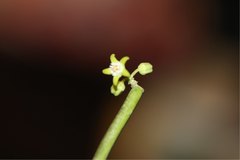 Cynanchum implicatum