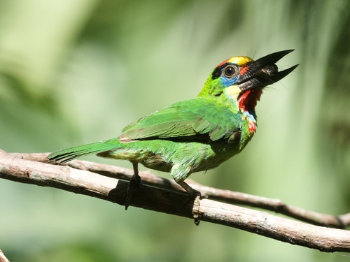 Red-throated Barbet
