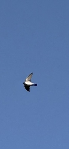Cliff Swallow