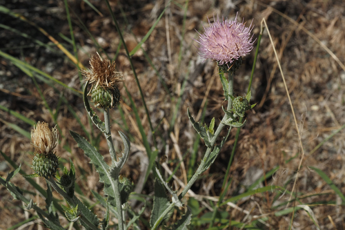 Wavyleaf Thistle