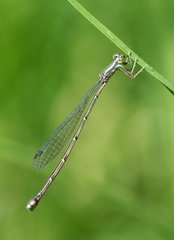 Rhadinosticta simplex