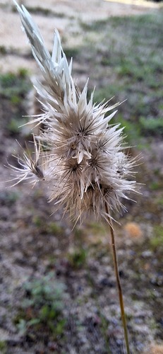 Enneapogon nigricans, photograph 4