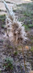 Enneapogon nigricans, photograph (c) spacegecko, some rights reserved (CC BY)