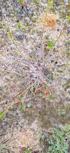 Enneapogon nigricans, photograph 2