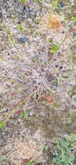 Enneapogon nigricans, photograph (c) spacegecko, some rights reserved (CC BY)