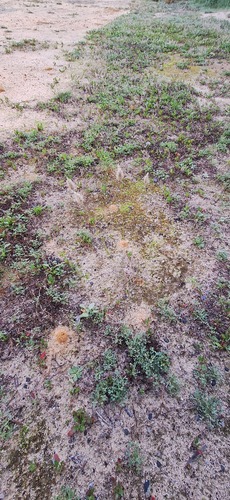 Enneapogon nigricans, photograph 3