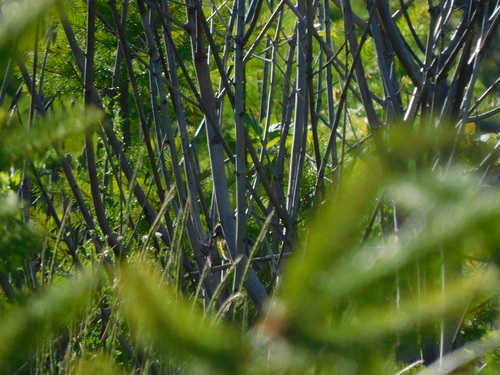 Yellow-breasted Chat