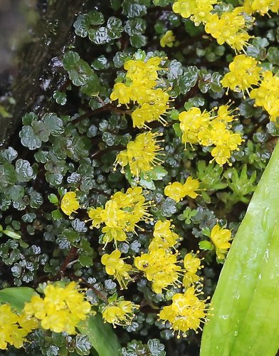 Chrysosplenium album iNat (2)