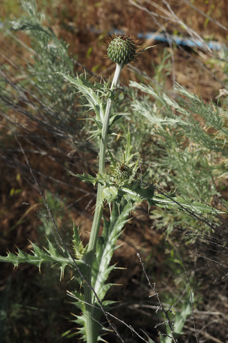 Wavyleaf Thistle